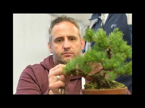 Das Event in der Rattenfängerstadt Hameln - Bonsai Club Deutschland - Bonsai Faszinationen 2017