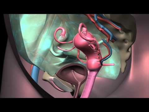 Uterus Transplant Animation DONOR