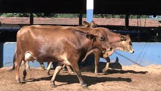 Vídeo 195 - 1ª ETAPA MEGA LIQUIDAÇÃO TOTAL AGROPECUÁRIA MARAJOARA - DIA 4 | GADO GIROLANDO E HOLANDÊS