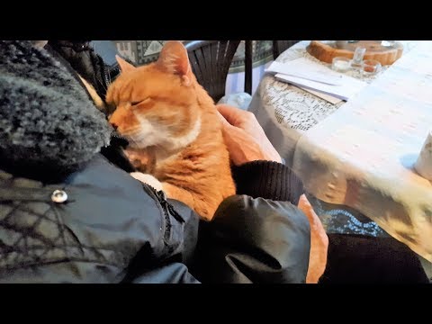 Signs a Cat Has Bonded With You - YouTube