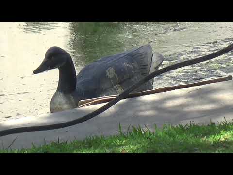 Florida Ziplok 3 Disco Duck