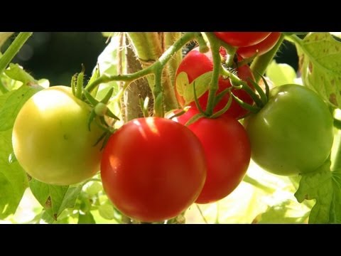 Roast Cherry Tomato Pasta Recipe GardenFork