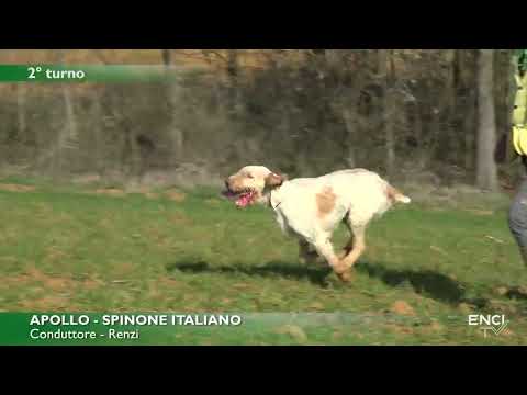 DERBY RAZZE CONTINENTALI 2023 LA TOLLARA CONTINENTALI ITALIANI - RICHIAMI