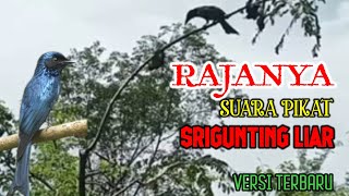 Download lagu MIKAT SRIGUNTING|Suara Pikat Srigunting Ribut Paling Ampuh mp3