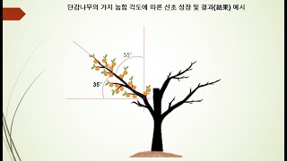 과수재배 기초 8편 - 유인(2)