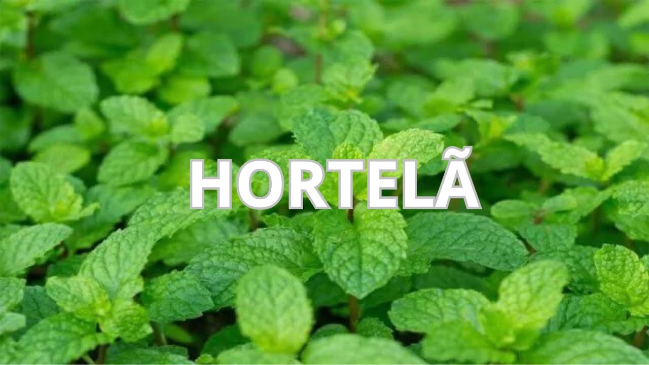 Vamos conhecer sobre a Hortelã