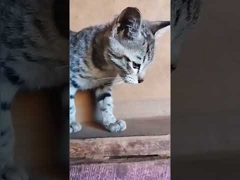 #shortvideo #billi #animals #4k #2k23#viral #trending #short