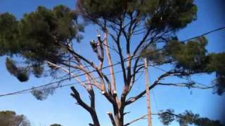 preview picture of video 'Agresti jardins Gémenos specialiste arbres dangeureux  abattage'