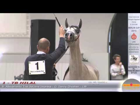 N.1 TB HILAL - Berlin Cup S-Show Werder 2015 - Fillies 2 years old (Class 4)