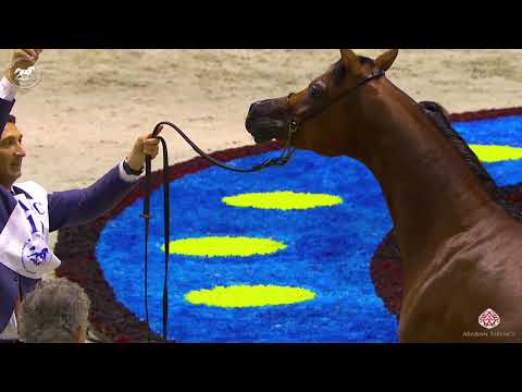 N 111 D SHEIMAZ   Dubai Arabian Horse Show 2020   Colts 2 Years Old Class 10