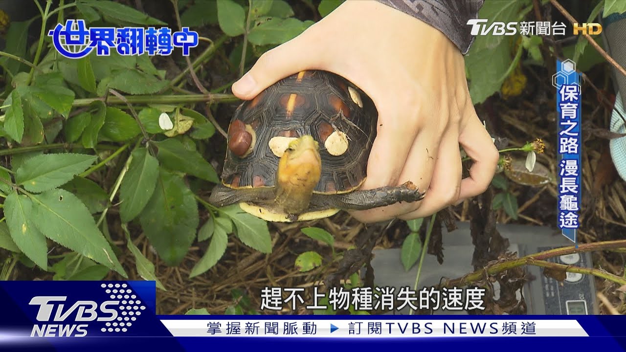 全台最衰！因為「長壽」而面臨滅絕　食蛇龜慘遭盜獵