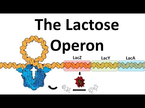 The Lac Operon