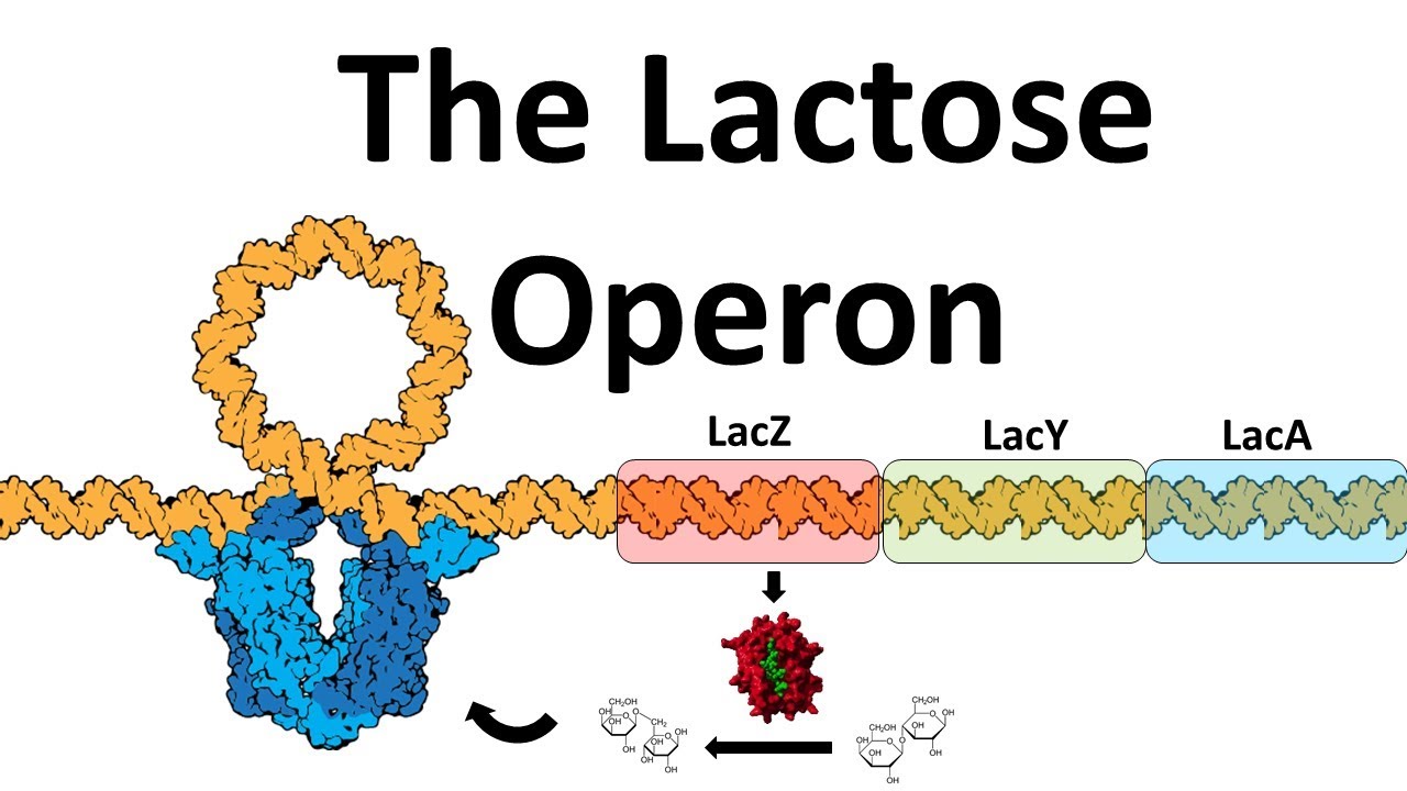 The Lac Operon