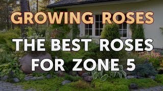 The Best Roses for Zone 5