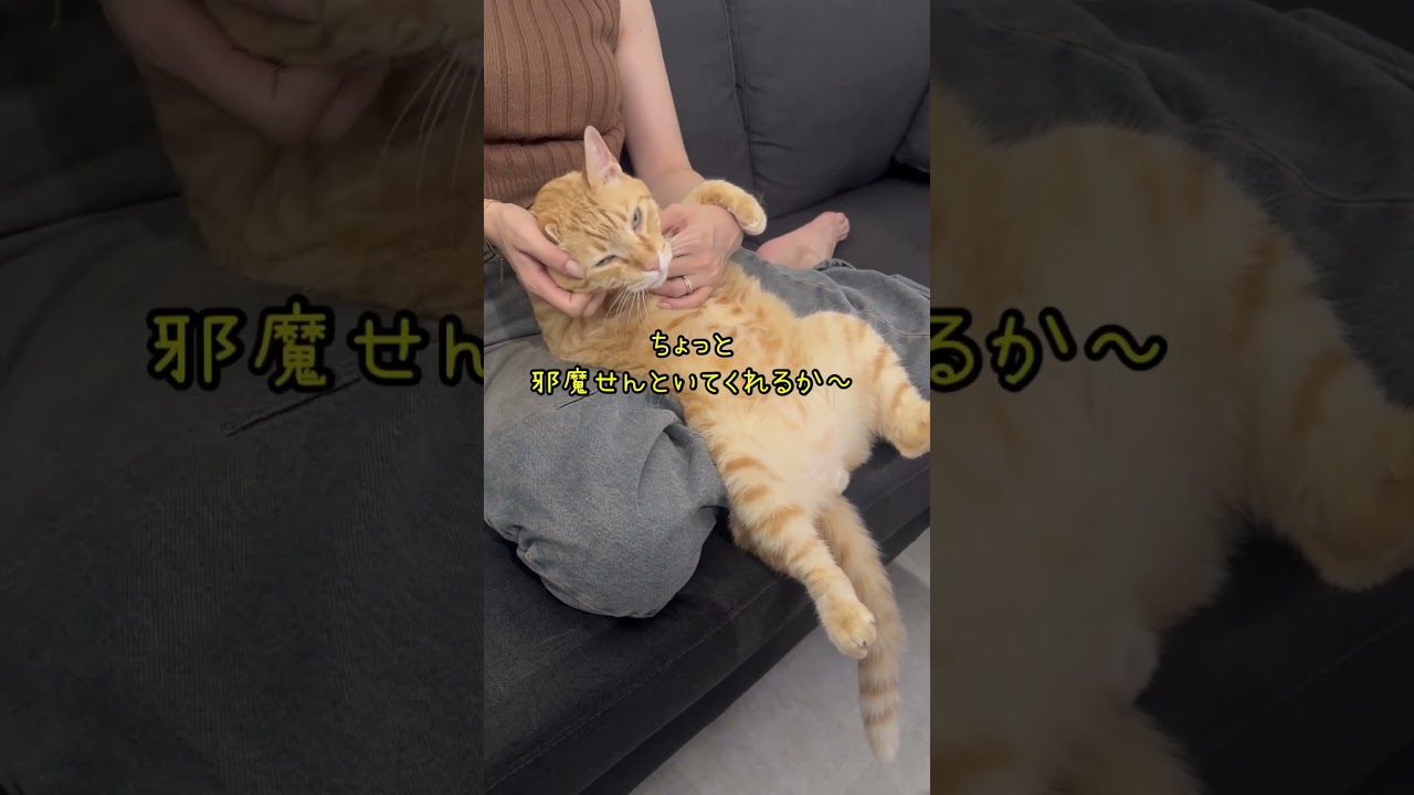 主にはくっつかないけど女子にはくっつく猫