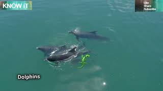 30 Intriguing Facts About Dolphins | KNOW iT