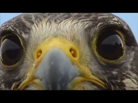 Spirit Bird - Xavier Rudd - with video clips from Earthflight series