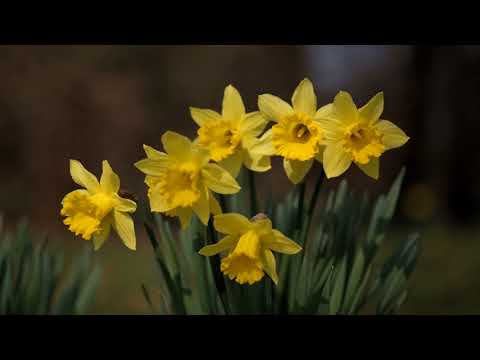 2018 03 25  Buschdorf