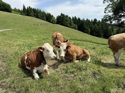 Video: Wantertag Hochschlag 2025