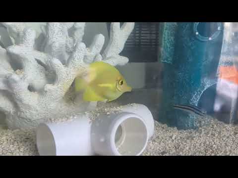 Baby yellow tang in QT