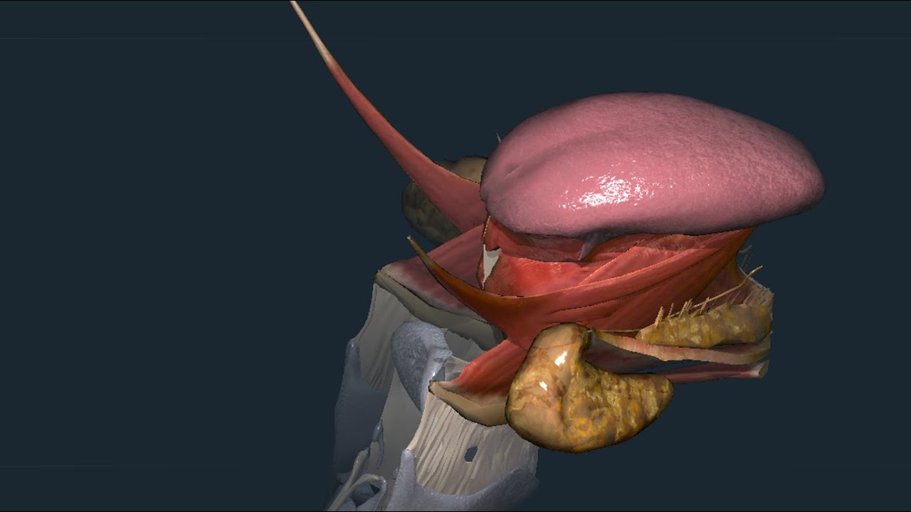 Apparato digerente 03: Lingua