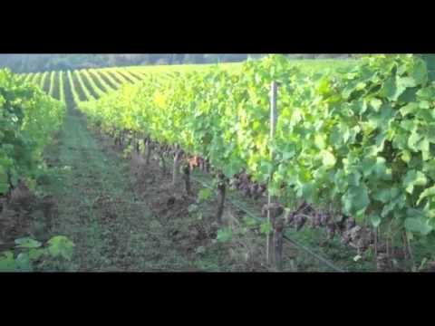 Ponzi Aurora Vineyards