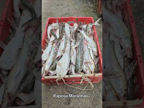 Raposa Maranhão peixe fresco!#peixe #viralshorts #fish #pescaria