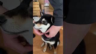 新しい首輪にドヤ顔の黒柴子犬ルウちゃん（笑）　 #犬 #shibainu #子犬  #dog ＃柴犬＃黒柴