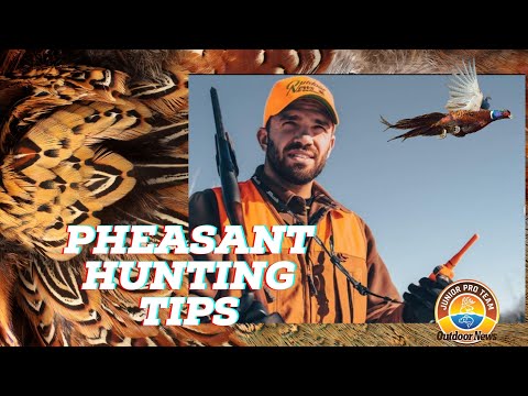 Pheasant Hunting Tips