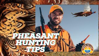Pheasant Hunting Tips