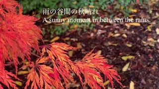 アメリカ生活/秋雨の合間の柴犬のお散歩/Dog Walk/Vlog