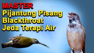 Download lagu MASTER Pijantung Pisang Blackthroat Jeda Terapi Ai... mp3