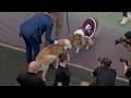 Ben Herbstreit meets Texas A&M's Reveille before the Aggies' game vs. LSU | ESPN College Football