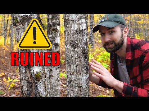 How Thinning Can Ruin Your Hardwoods