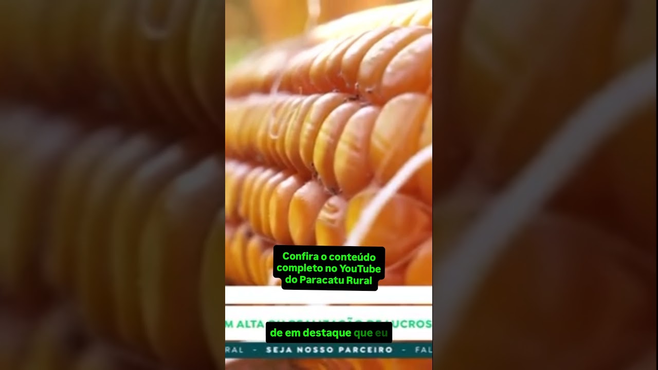 Milho Cai ou Busca Novas Altas? Joãozinho Grafista Analisa os Gráficos!