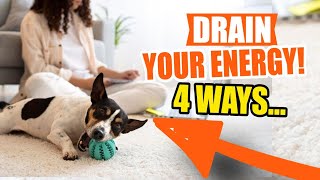 4 ACTIVITIES to DRAIN your DOG