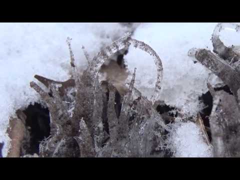 Bizarre and Beautiful Ice Worms