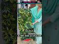 Artificial Vertical Garden | imported | Waterproof #artificial #garden #trendingshorts #shorts #wall