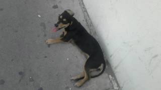 En un baile de perros Radio Futura