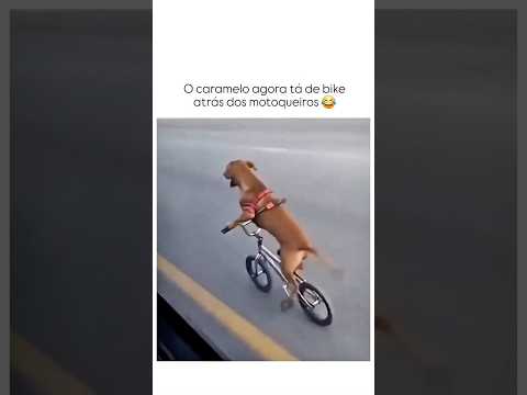 CARAMELO AGORA ANDA DE BIKE 🚨😱 #caramelo #cachorro #policia #motovlog #bike #funk #edit
