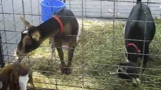 preview picture of video 'Goats, Alpacas and Pigs - Washington County Fair NY'