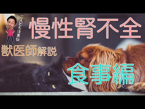 犬の腎不全のための自家製食事療法