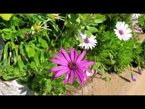 LAS RUINAS CIRCULARES parte 2