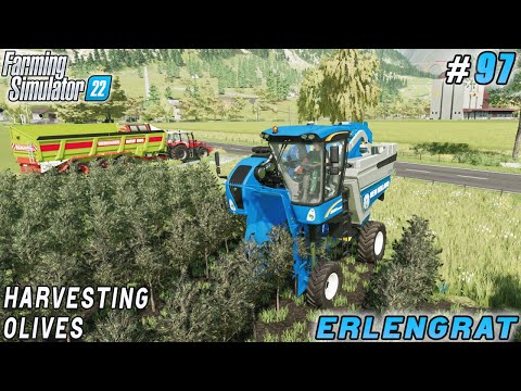 Mowing grass forage for sheep, harvesting olives | Erlengrat | Farming simulator 22 | Timelapse #97