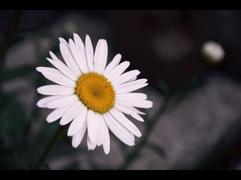 Ромашка белая