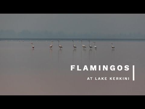 , title : 'Wild bird photography at Lake Kerkini in Greece - Flamingos'