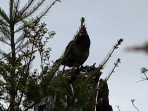 Blue Grouse Mating Call