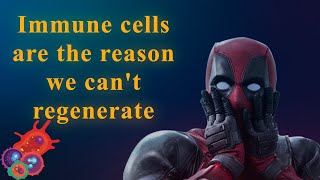Why we can't regenerate like Deadpool?