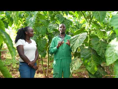 learn the aRt  of growing tree tomatoes(Tamarillo)