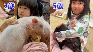 mipig cafeに行ってきました🐷 イオンモール札幌発寒店 【マイクロブタカフェ】【5歳10ヶ月・2歳11ヶ月】
